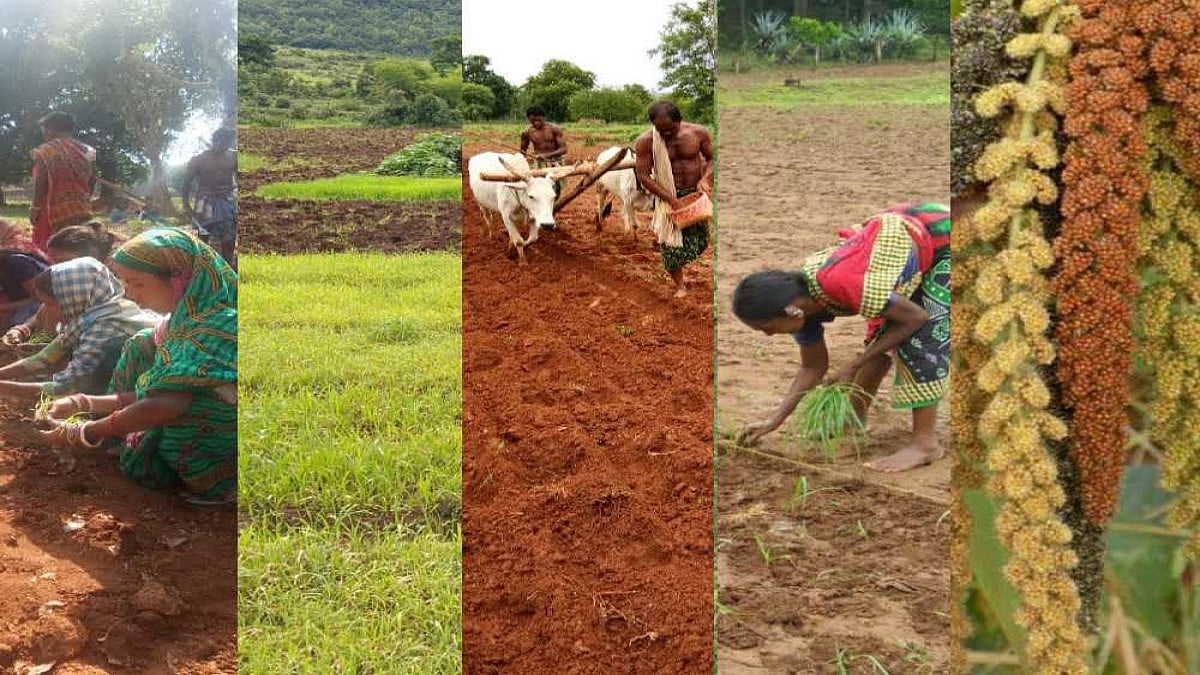 Fresh From Farm To Plate: How A Think Tank In Bhubaneswar Is Creating New Space For Millets In Its Backyard