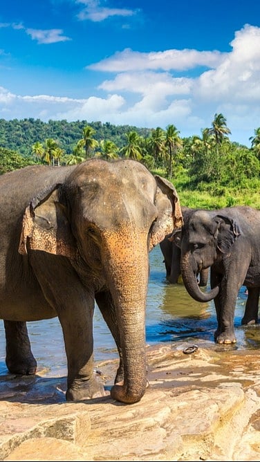 8 Things to Do in Sri Lanka for Elderly Travellers