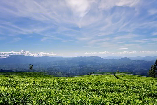 Things To Do For Elderly Travellers In Sri Lanka