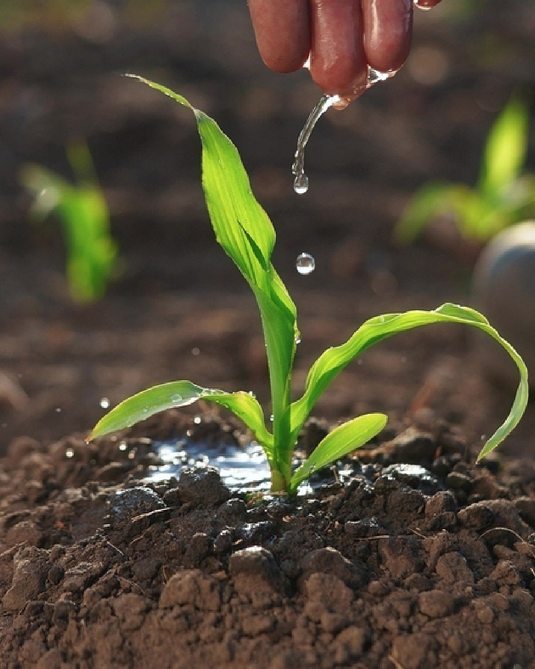 PM Kisan Samman Nidhi: All You Need To Know 