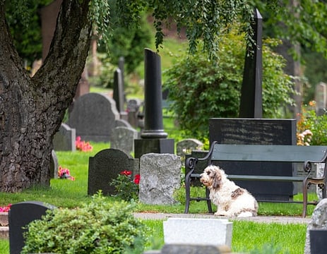 From Vet Bills To Peace of Mind: The Growing Case For Pet Insurance