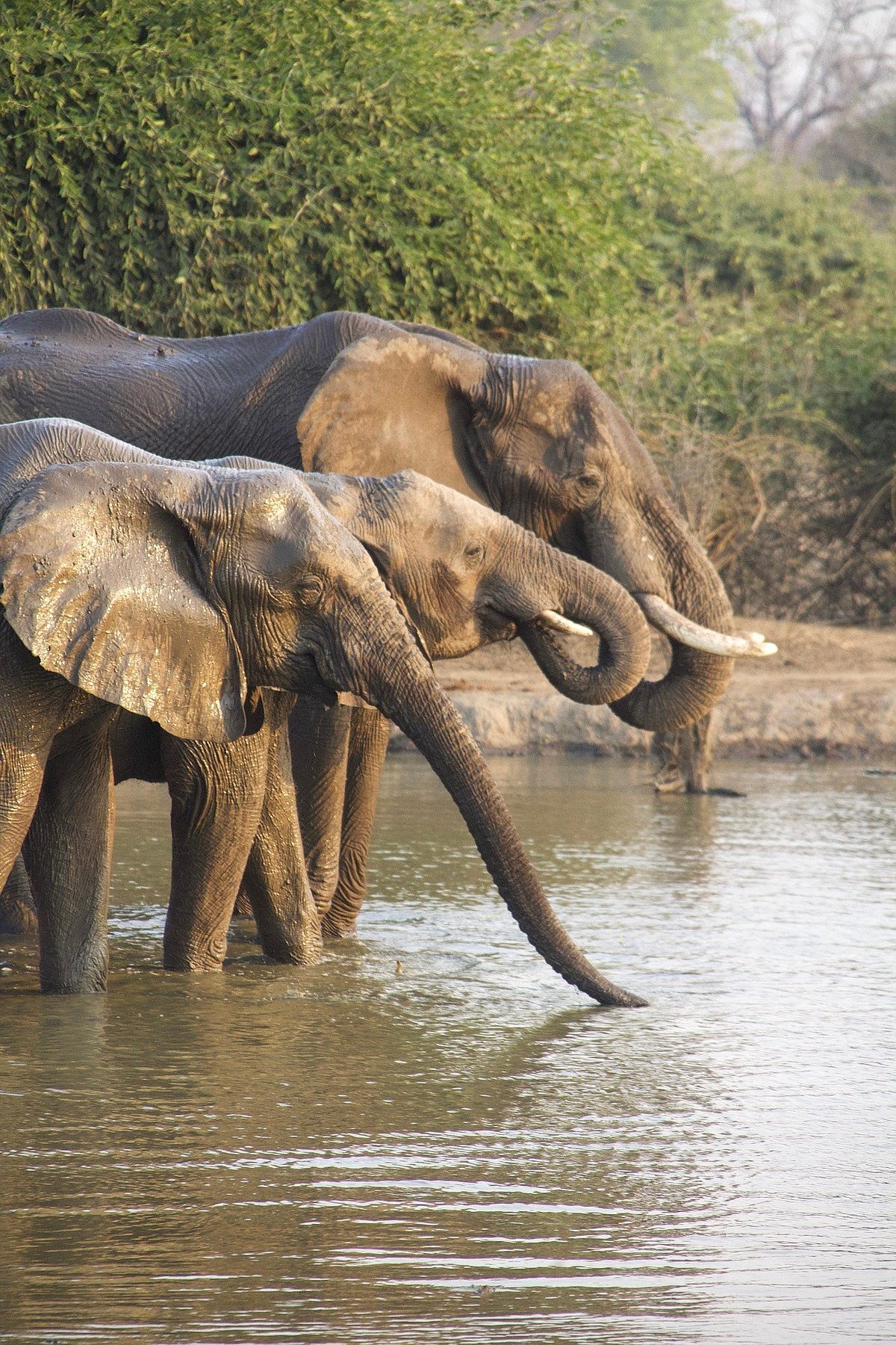 7 Senior-Friendly Wildlife Safaris In India