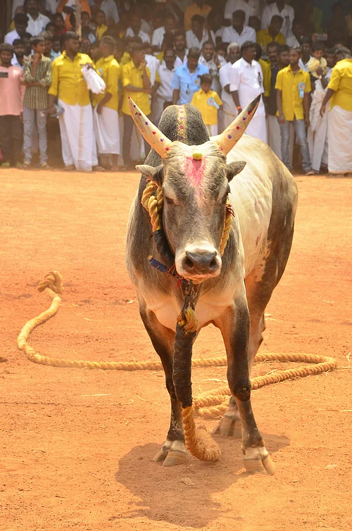 Pexels : Insurer, Jallikattu, & Bull
