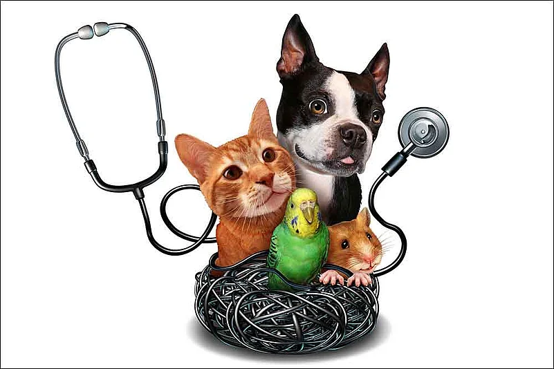 Keep Your Furry Friends Safe