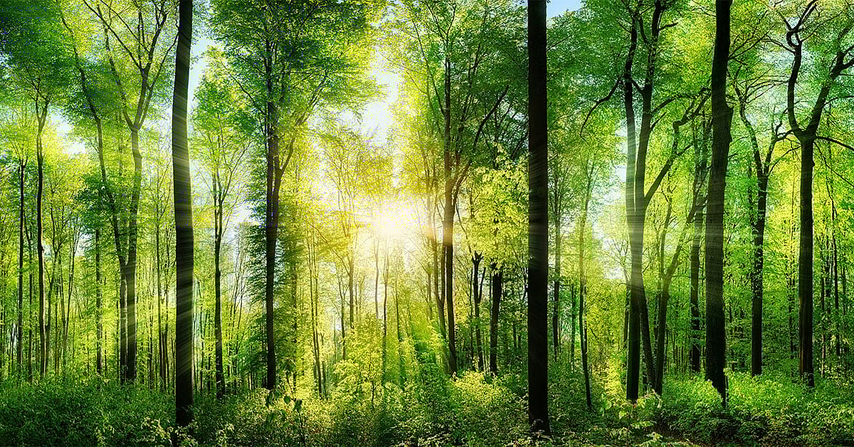 Environment Funds May See A Surge : Environment Funds May See A Surge