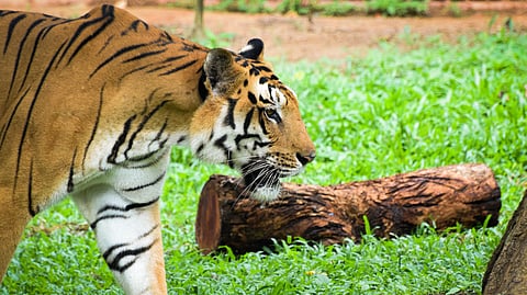 Bannerghatta National Park