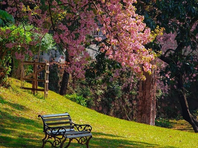 All You Need To Know About The Cherry Blossom Festival 2024 In