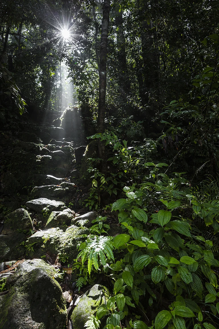 Sinharaja Forest Reserve