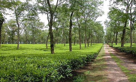 The Mancotta Tea Estate