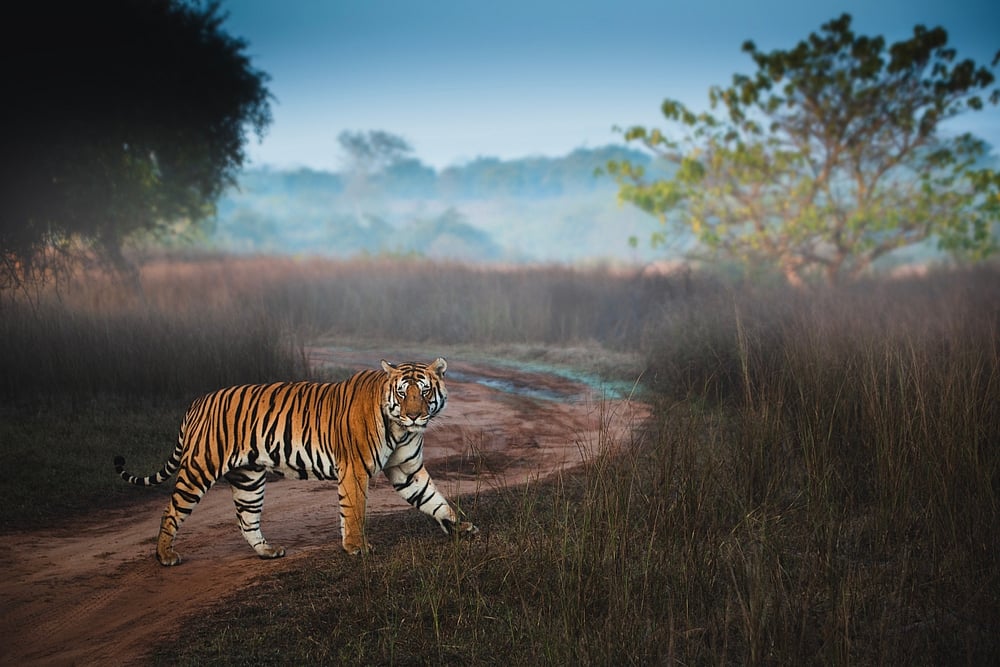 Tiger Spotted At Dahod Sanctuary After 30 Years