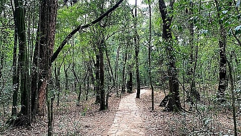 Offbeat Alert: Did You Know This Ancient Hiking Trail Meghalaya That Once Was A Trading Route? 