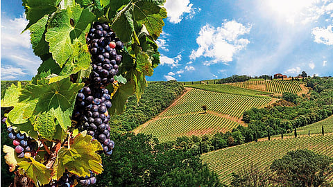 Sangiovese is the most renowned Tuscan red grape variety
