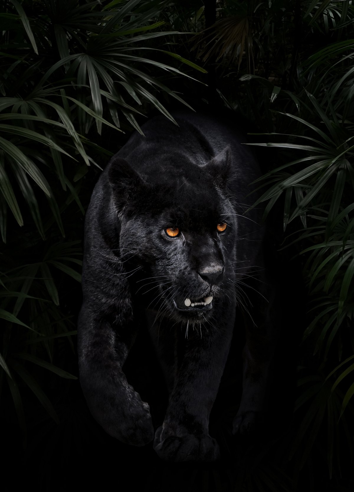 Best Places In India To Spot The Elusive Black Panther
