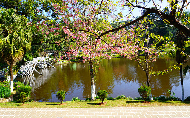 Cherry Blossoms/Representational