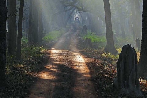 The mystique of a broadleaf forest in the Himalayan foothills captured by the author 