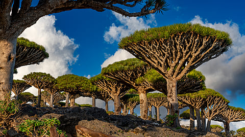 Explore Socotra, Famed As The Most Alien Looking Place On Earth