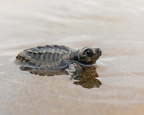 Olive Ridley Turtles