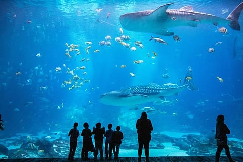 Things To Do In Atlanta, USA With Kids