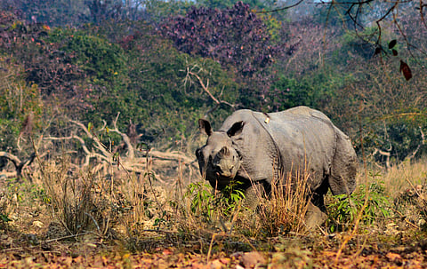 Pobitora Wildlife Sanctuary in Assam