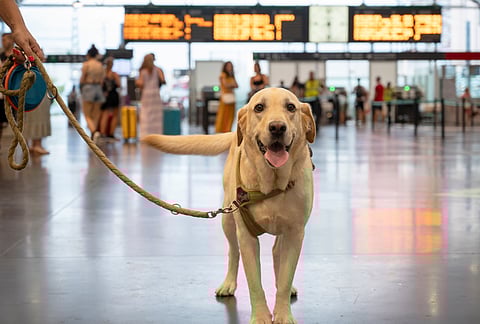 Therapy dogs at Delhi Airport