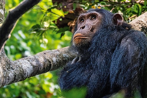 Around 30 chimpanzees live in Uganda's Queen Elizabeth National Park