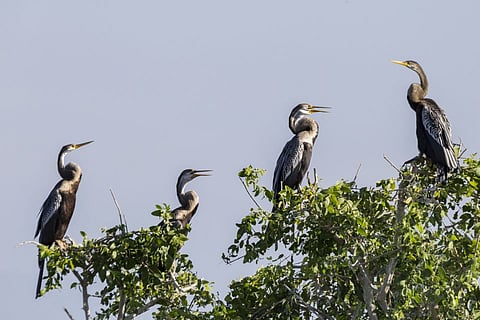 Sri Lanka Marshlands
