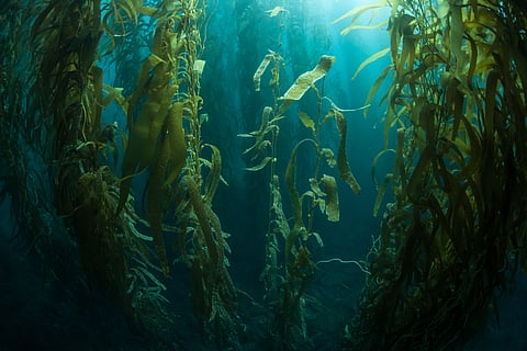 Giant Kelp Forests Of Australia's Great Southern Reef