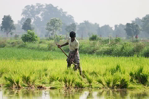Akhi Muthi Anukula Harvest festival on Akshaya Tritiya in Odisha