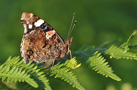 European Red Admiral Butterfly Spotted In Himachal's Dhauladhar Range