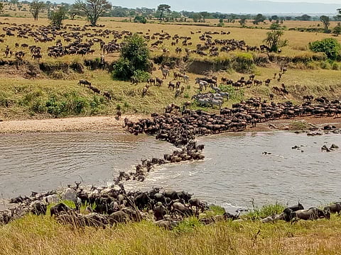 Guide To The Great Migration In Maasai Mara, Kenya