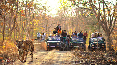 Exploring Tipeshwar Wildlife Sanctuary in Maharashtra