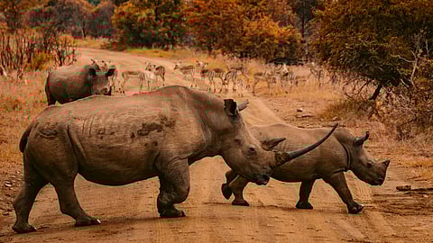 Things to do in South Africa
