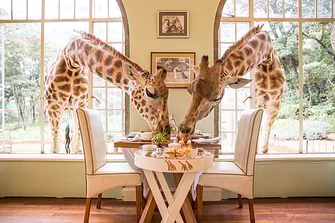 Giraffe Manor in Kenya