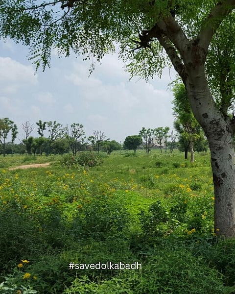 Why Is Jaipur's Last Forest, Dol Ka Badh, Going To Be Cleared