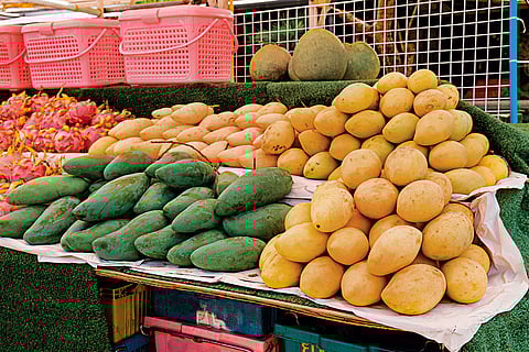 Mango India's favourite fruit