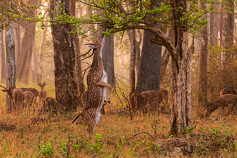 Timings and Fees Revised At Nagarahole Tiger Reserve