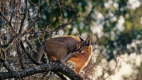 Unlike the tiger, the caracal is not a priority for revival in the wild
