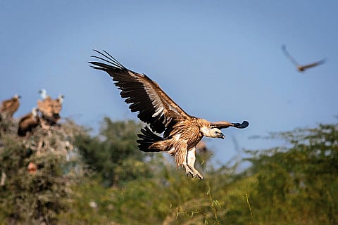 vulture