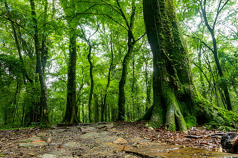 Mawphlang Sacred Forest