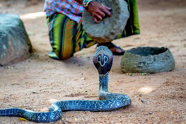 Shetphal: India's Snake Village in Maharashtra