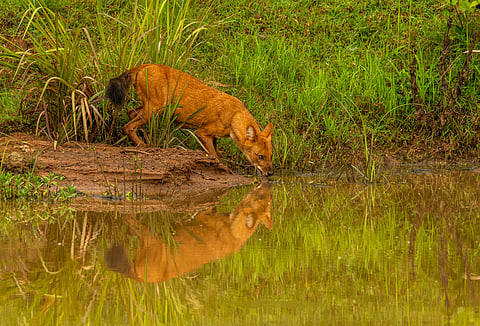 6 Places In India To See Wildlife During The Monsoon Season