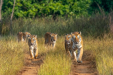 International Tiger Day 2025