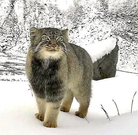 Pallas’s Cat Photographed For First Time In Arunachal Pradesh