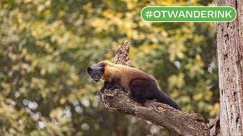 Corbett Tiger Reserve: India’s Oldest National Park and Its Fragile Future