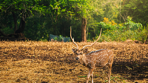karnataka spotted dear forest vijayapura