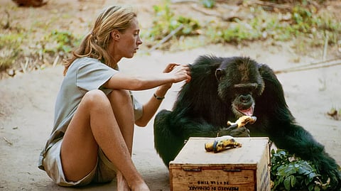 Jane Goodall chimpanzee david greybeard