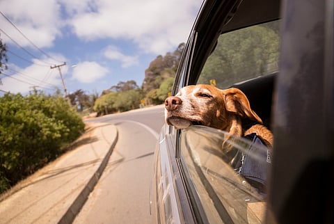 Pet Travel