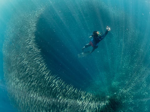 Underwater view of a snorkeller surrounded by a massive school of sardines at Panagsama Beach, Moalboal, Philippines, during the year-round sardine run.