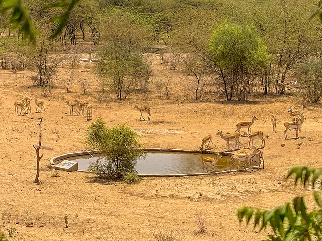 chinkara deer blackbucks west rajasthan desert