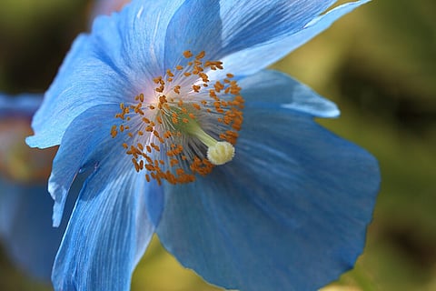 The stunning blue poppy is a symbol of strength, purity, and resilience